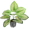 GloboStar Artificial Garden Caladium ������� ������������ ���� ������� ������� �40 x �33cm - (20889)