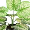 GloboStar Artificial Garden Caladium ������� ������������ ���� ������� ������� �40 x �33cm - (20889)