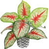 GloboStar Artificial Garden Caladium ������� ������������ ���� ������� ���� ������� �40 x �33cm - (20891)