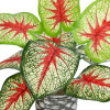 GloboStar Artificial Garden Caladium ������� ������������ ���� ������� ���� ������� �40 x �33cm - (20891)