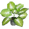 GloboStar Artificial Garden Caladium ������� ������������ ���� ������� ���� �40 x �33cm - (20890)