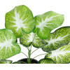 GloboStar Artificial Garden Caladium ������� ������������ ���� ������� ���� �40 x �33cm - (20890)