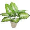 GloboStar Artificial Garden Caladium Potted Plant ������������ ���� ���������� �40 x �33cm - (20894)
