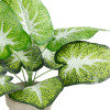GloboStar Artificial Garden Caladium Potted Plant ������������ ���� ���������� �40 x �33cm - (20894)