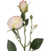GloboStar Artificial Garden Champagne Damask Climbing Rose Branch ������� ������������ ����� ������������ ��������� Y55cm - (21198)