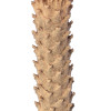 GloboStar Artificial Garden Cycads ������� ������������ ���� ��������� ����� �140cm - (20023)