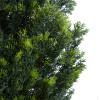 GloboStar Artificial Garden Cypressus Leylandii ������� ������������ ���� ��������� ������� �180cm - (20156)