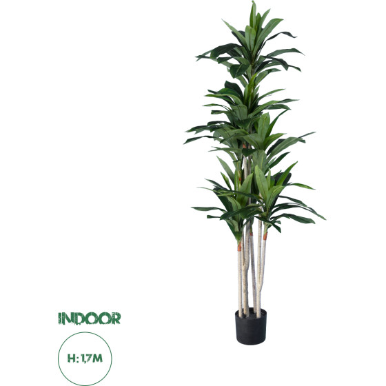 GloboStar Artificial Garden Dracaena Silk - ������� ������������ ���� �������� �170cm - (20044)
