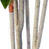 GloboStar Artificial Garden Dracaena Silk - ������� ������������ ���� �������� �170cm - (20044)