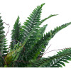 GloboStar Artificial Garden Fern ������� ������������ ���� ����� �40cm - (20058)