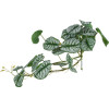 GloboStar Artificial Garden Hanging Alocasia ������� ������������ �������� ���� �������� �28 x �27 x �50cm - (20601)