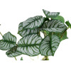 GloboStar Artificial Garden Hanging Alocasia ������� ������������ �������� ���� �������� �28 x �27 x �50cm - (20601)