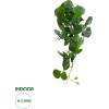 GloboStar Artificial Garden Hanging Peperomia ������� ������������ �������� ���� ��������� �30 x �31 x �50cm - (20599)