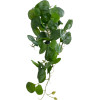 GloboStar Artificial Garden Hanging Peperomia ������� ������������ �������� ���� ��������� �30 x �31 x �50cm - (20599)