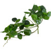 GloboStar Artificial Garden Hanging Peperomia ������� ������������ �������� ���� ��������� �30 x �31 x �50cm - (20599)