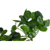 GloboStar Artificial Garden Hanging Peperomia ������� ������������ �������� ���� ��������� �30 x �31 x �50cm - (20599)
