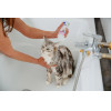 Virbac Allerderm sensitive skin - shampoo for dogs and cats - 250 ml