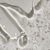 ELROEL Enzyme Capsule Cleanser - ����������� �������� �� ������ �� �������� - (ELR-13)